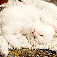 Kalina a rejoint le concours — aidez-le/la à gagner de superbes lots ! cat, kitten, sleeping, white_fur, towel, cozy, pet, animal, cute, resting, indoor, soft, fur, pink_nose, paw, relaxing, domestic_cat, nap, small, adorable