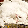 cat, kitten, sleeping, white_fur, towel, cozy, pet, animal, cute, resting, indoor, soft, fur, pink_nose, paw, relaxing, domestic_cat, nap, small, adorable