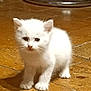 Kalina participe au concours pour gagner de l'argent avec cette photo : kitten, cat, white_fur, animal, pet, floor, tile, young, curious, small, cute, indoor, feline, whiskers, ears, paws, fur, standing, domestic, mammal