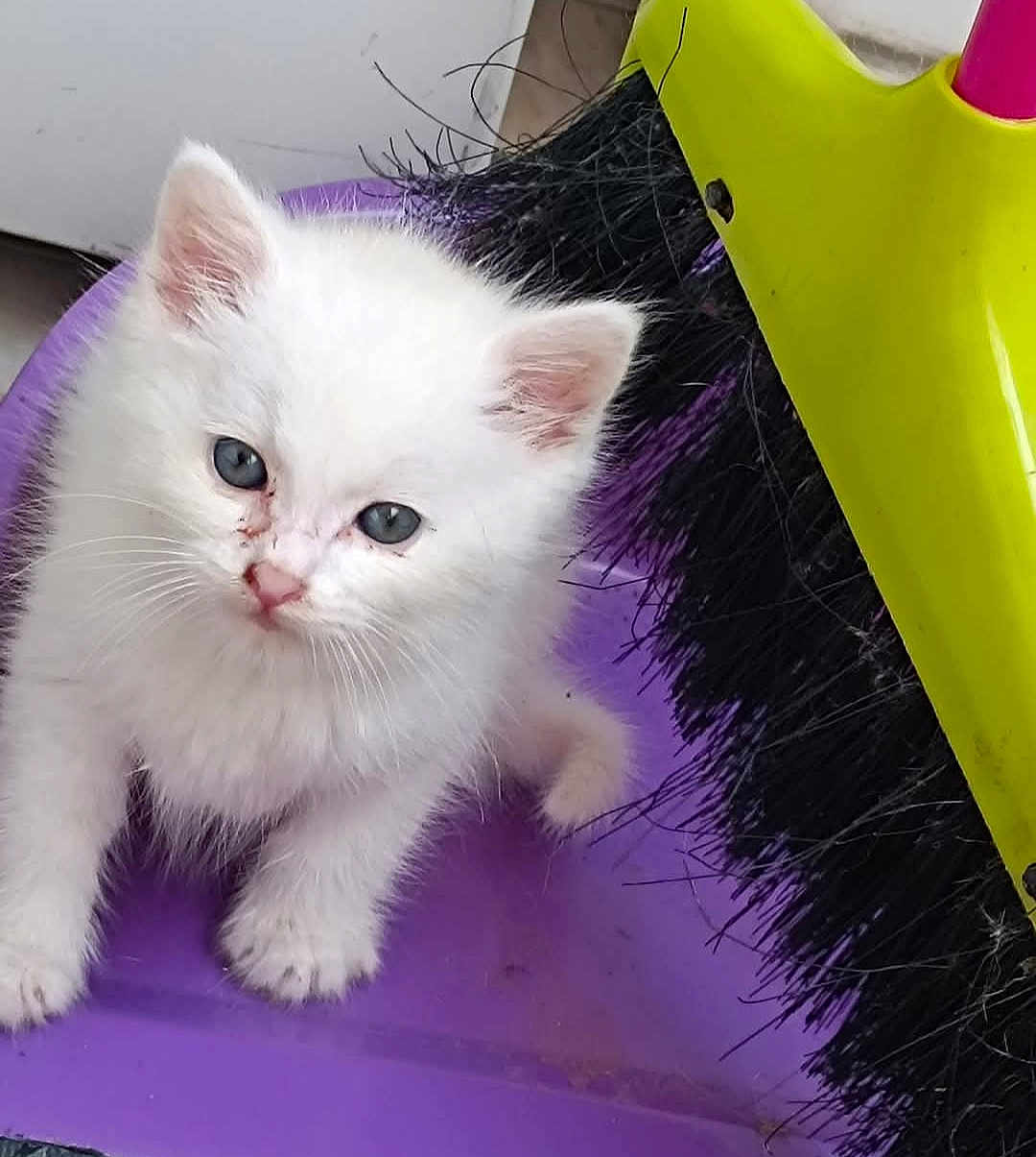 Kalina participe au concours pour gagner de l'argent avec cette photo : kitten, white_cat, blue_eyes, purple_surface, broom, yellow_broom_handle, black_brush, curious, small, pet, fur, whiskers, indoor, closeup, animal, cute, young, domestic_cat, cleaning_tool, floor