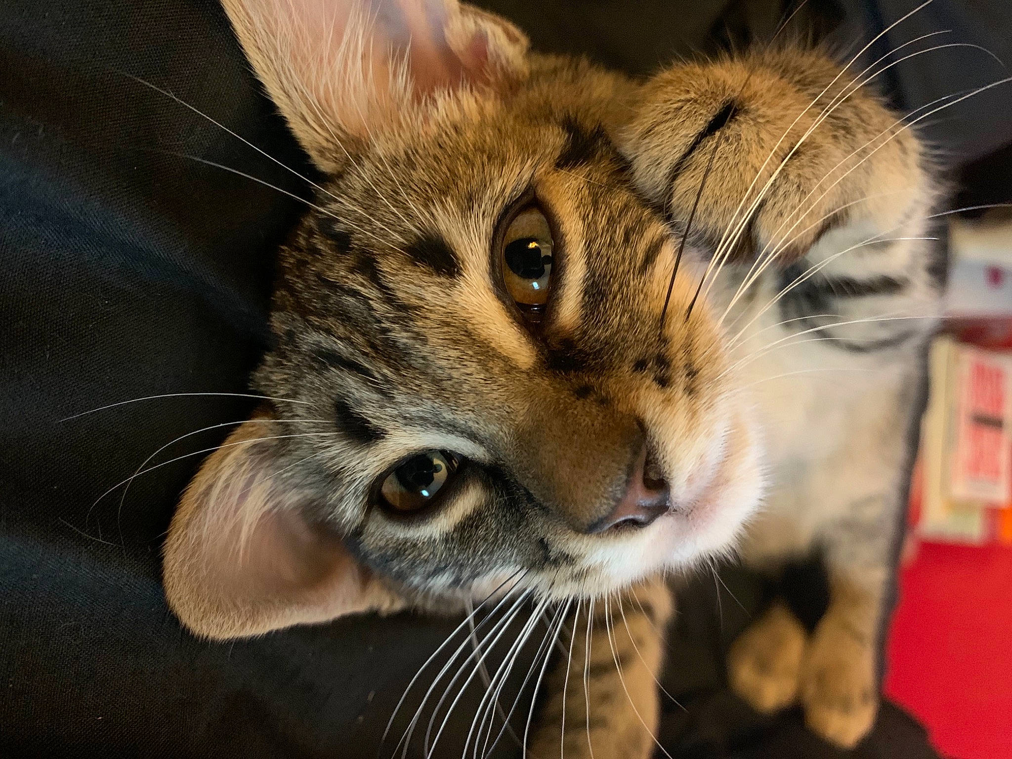 Nala is registered to the contest to win money with this photo: blond, carnivore, cat, claw, curious, fawn, felidae, flash_photography, fur, iris, kitten, organism, skin, small_to_medium_sized_cats, snout, terrestrial_animal, toe, vertebrate, whiskers