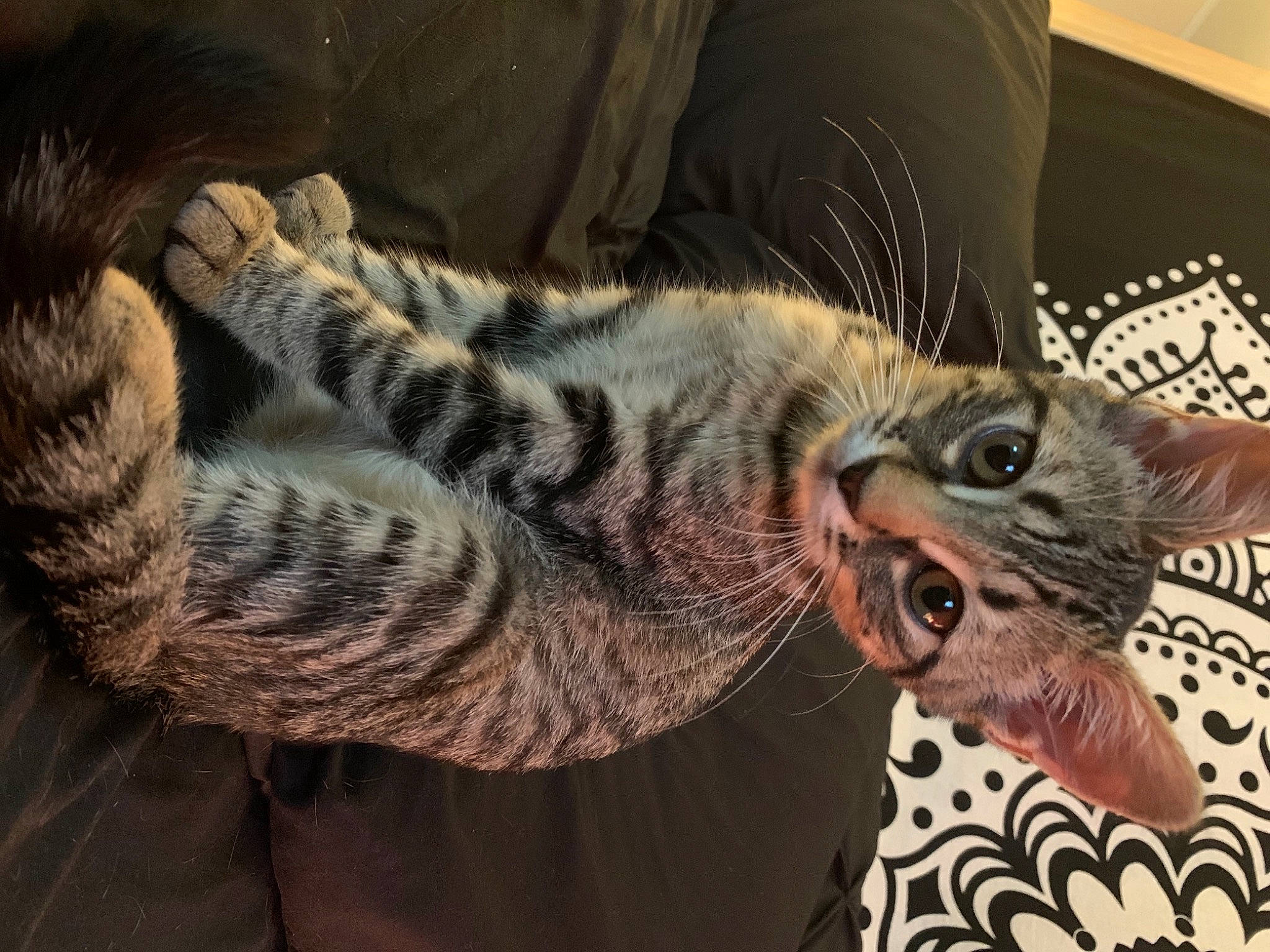 Nala is registered to the contest to win money with this photo: carnivore, cat, claw, comfort, domestic_short_haired_cat, felidae, fur, kitten, paw, small_to_medium_sized_cats, snout, tabby_cat, terrestrial_animal, tongue, vertebrate, whiskers