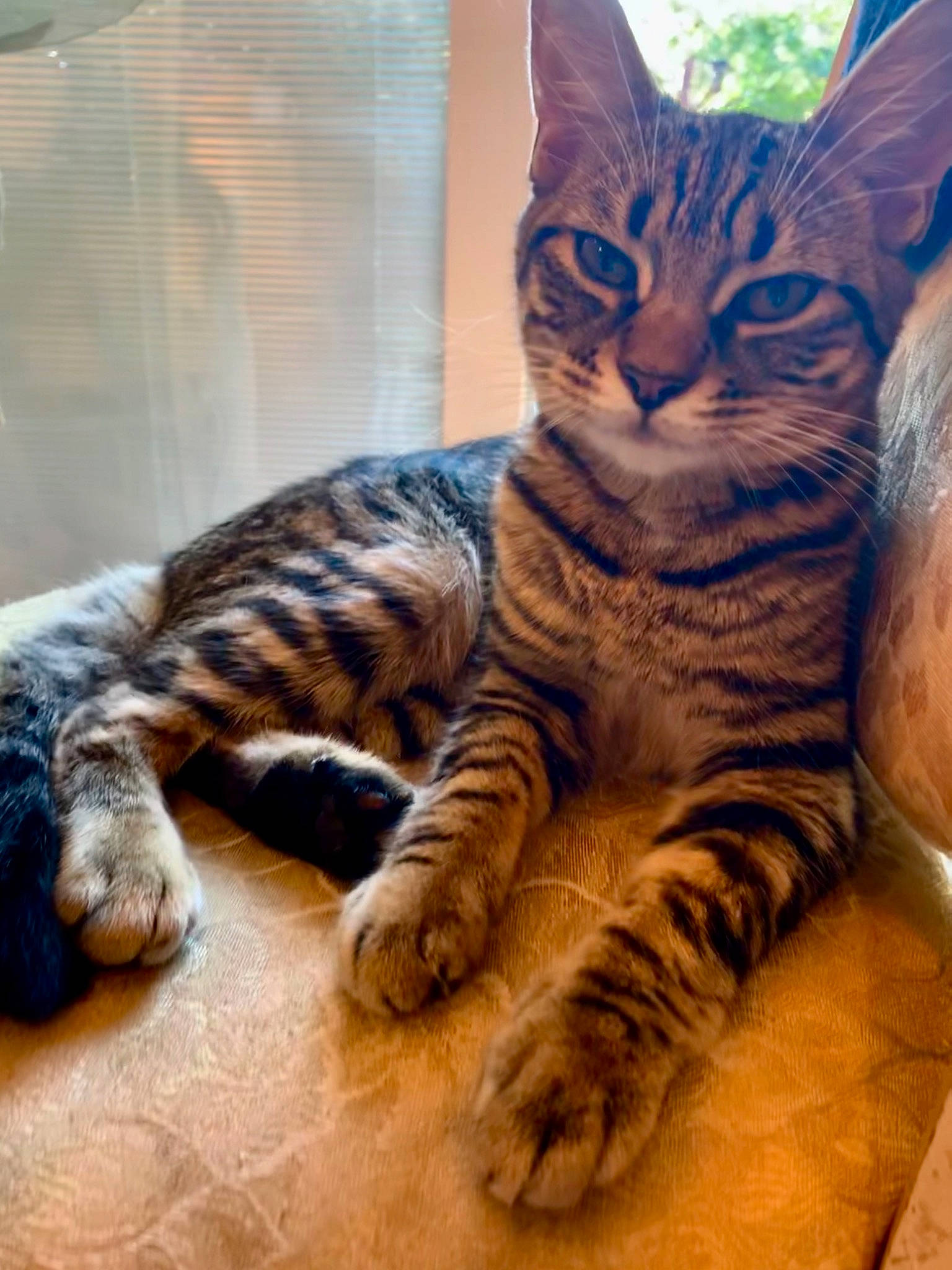 Nala joined the competition — help win amazing prizes! carnivore, cat, claw, domestic_short_haired_cat, fawn, felidae, foot, fur, organism, paw, small_to_medium_sized_cats, snout, tabby_cat, tail, terrestrial_animal, toe, vertebrate, whiskers