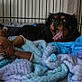Tucker is registered to the contest to win money with this photo: rottweiler, dog, yawning, cage, blanket, stuffed_toy, cozy, indoor, pet, fur, animal, relaxing, sleepy, soft_texture, comfort, toy, resting, black_and_brown, canine, home