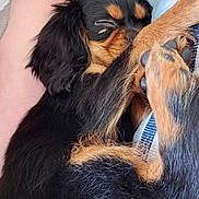 Tucker is registered to the contest to win money with this photo: puppy, dog, sleeping, paw, black_fur, brown_fur, close_up, cute, pet, animal, snuggle, resting, young_dog, fur_texture, cozy, companion, domestic_animal, relaxation, soft, friendship