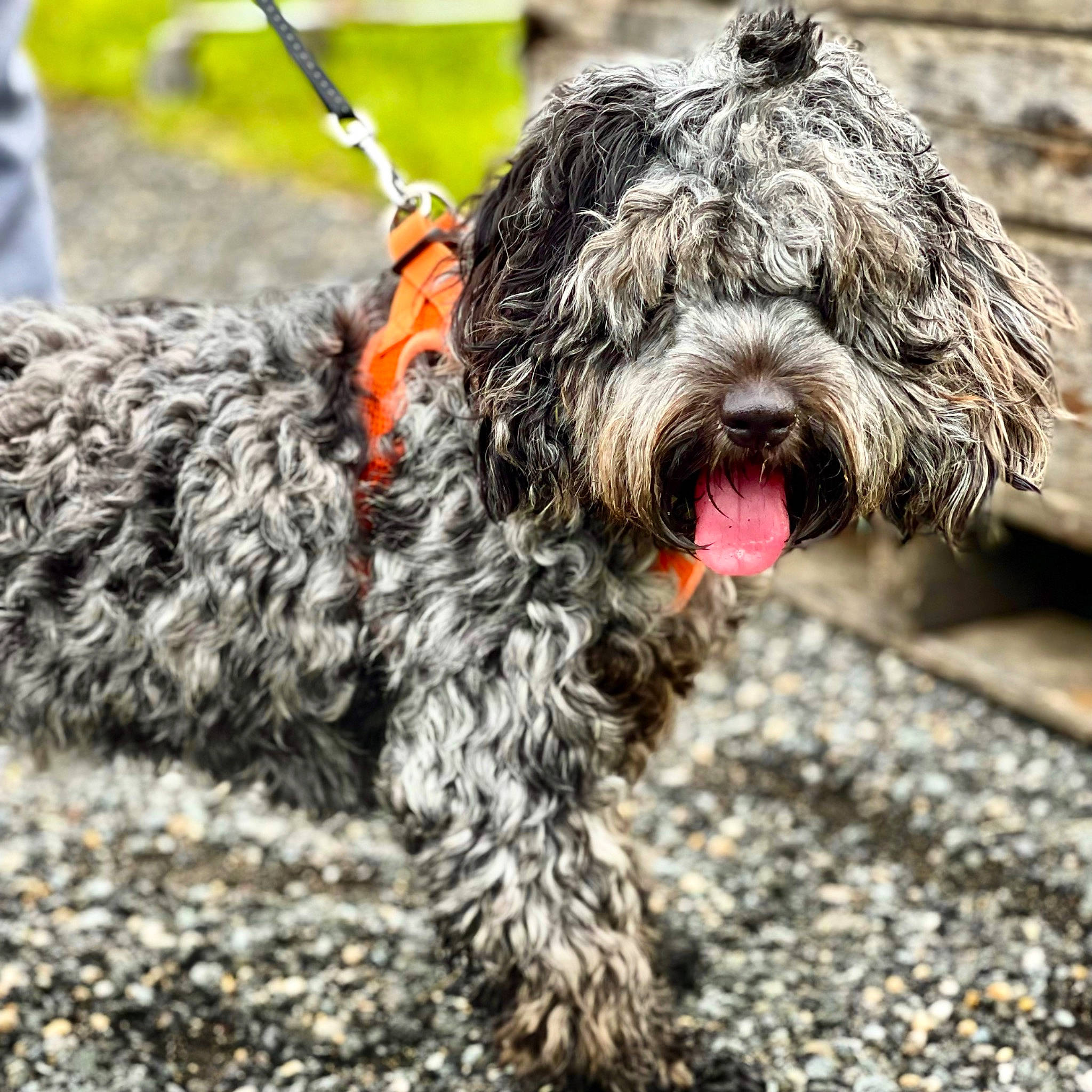 Miso joined the competition — help win amazing prizes! canidae, carnivore, collar, companion_dog, dog, dog_breed, dog_collar, fur, grass, herding_dog, military_camouflage, non_sporting_group, rope, small_terrier, snout, sporting_group, terrier, toy_dog, water_dog, working_dog