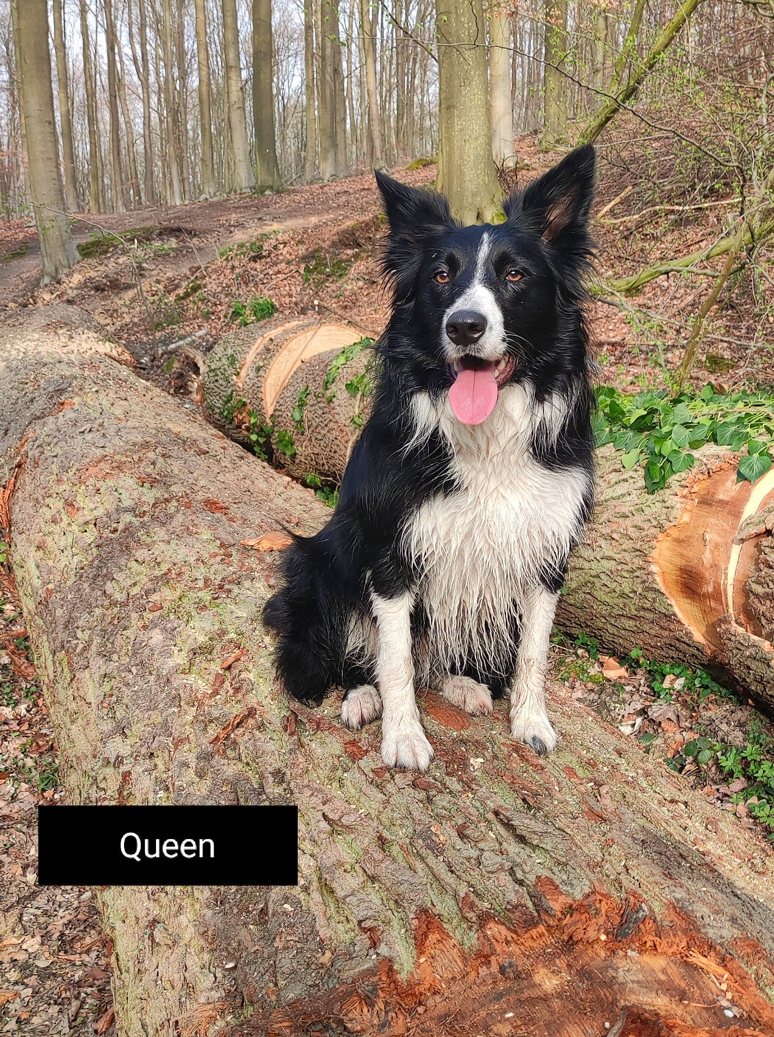 Queen a rejoint le concours — aidez-le/la à gagner de superbes lots ! adventure, border_collie, carnivore, collar, companion_dog, dog, dog_breed, dog_collar, fur, grass, herding_dog, plant, recreation, soil, sporting_group, tail, tree, walking, working_animal, working_dog