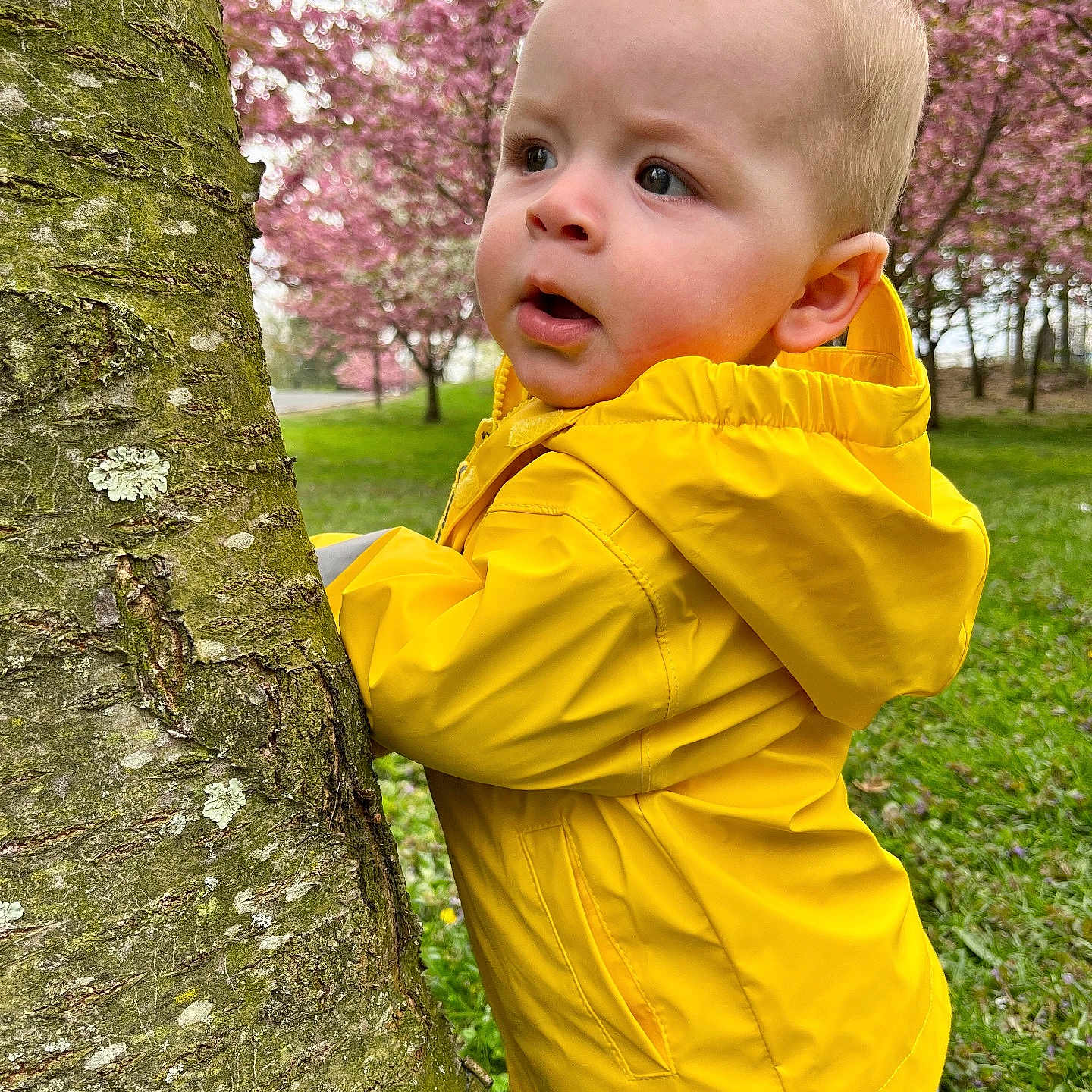 Braedon joined the competition — help win amazing prizes! baby, clothing, coat, face, flower, grass, head, jacket, land, nature, outdoors, park, person, photography, plant, portrait, raincoat, tree, vegetation, woodland