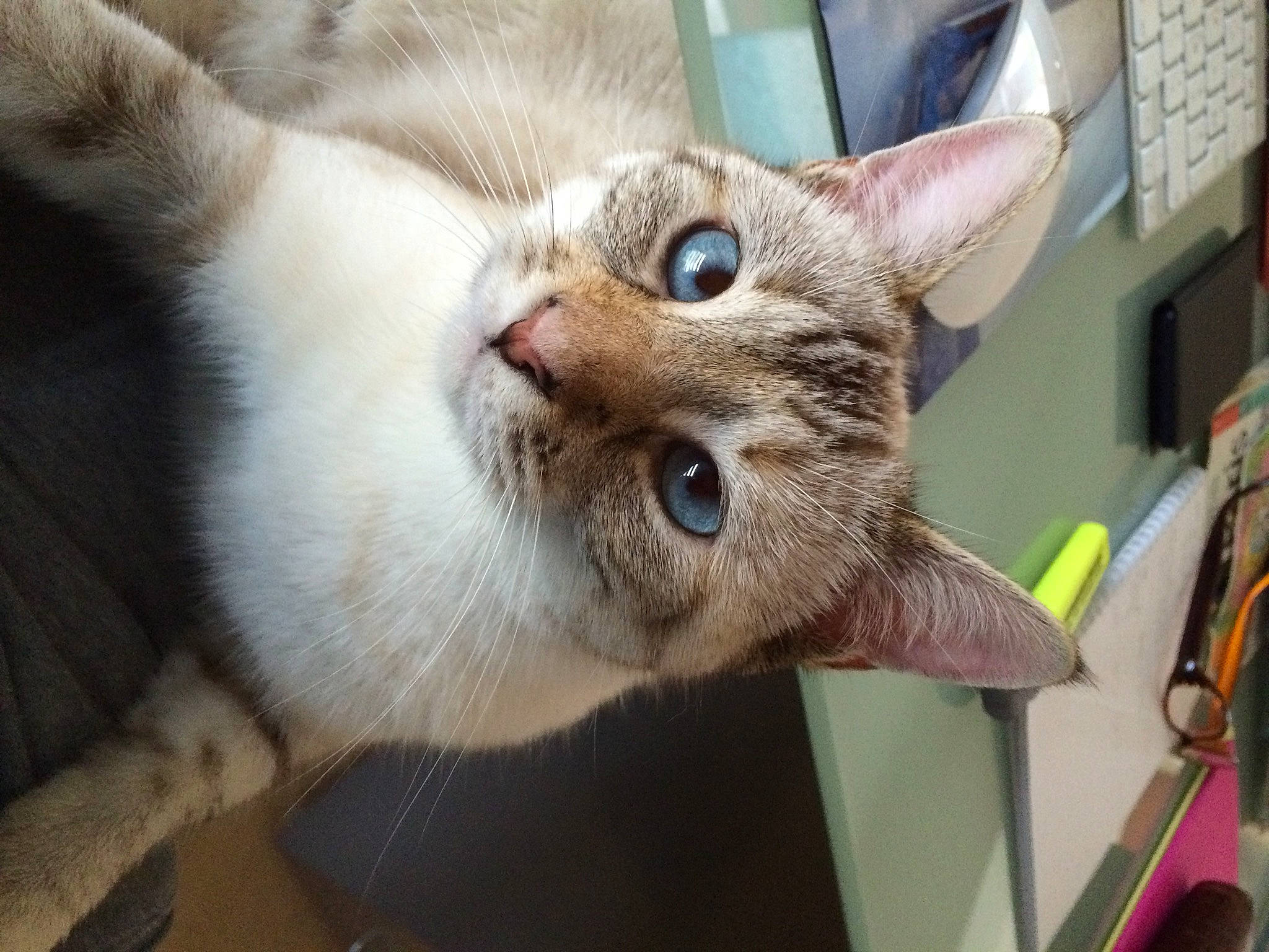 Samsara a rejoint le concours — aidez-le/la à gagner de superbes lots ! carnivore, cat, cat_supply, claw, collar, domestic_short_haired_cat, ear, fang, fawn, felidae, fur, jaw, oriental_shorthair, paw, pet_supply, small_to_medium_sized_cats, snout, thai, whiskers