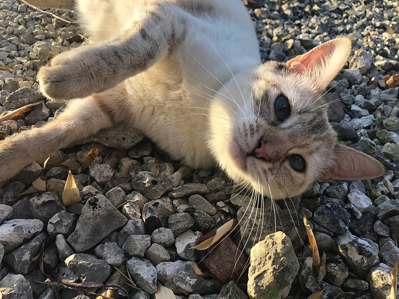 Samsara participe au concours pour gagner de l'argent avec cette photo : carnivore, cat, claw, domestic_short_haired_cat, fawn, felidae, fur, grass, nap, paw, plant, rock, small_to_medium_sized_cats, snout, soil, tail, terrestrial_animal, tree, whiskers, wildlife