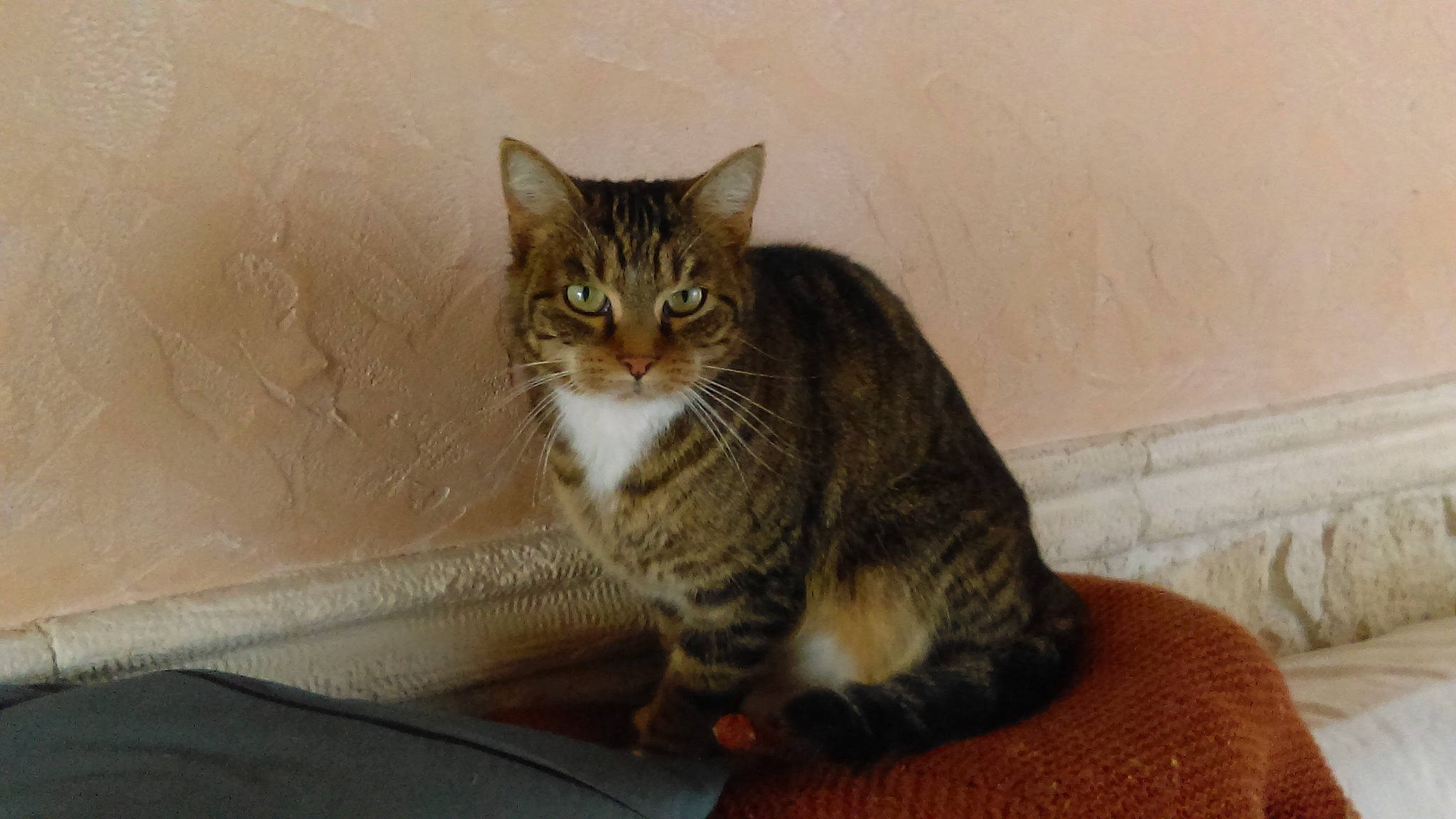 Harmony participe au concours pour gagner de l'argent avec cette photo : box, carnivore, cat, comfort, domestic_short_haired_cat, felidae, fur, paw, sitting, small_to_medium_sized_cats, snout, tail, terrestrial_animal, whiskers, window, wood