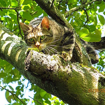 Harmony a rejoint le concours — aidez-le/la à gagner de superbes lots ! biome, branch, carnivore, cat, felidae, forest, grass, plant, plant_stem, small_to_medium_sized_cats, tail, terrestrial_animal, terrestrial_plant, tree, trunk, twig, vegetation, whiskers, wood, woody_plant