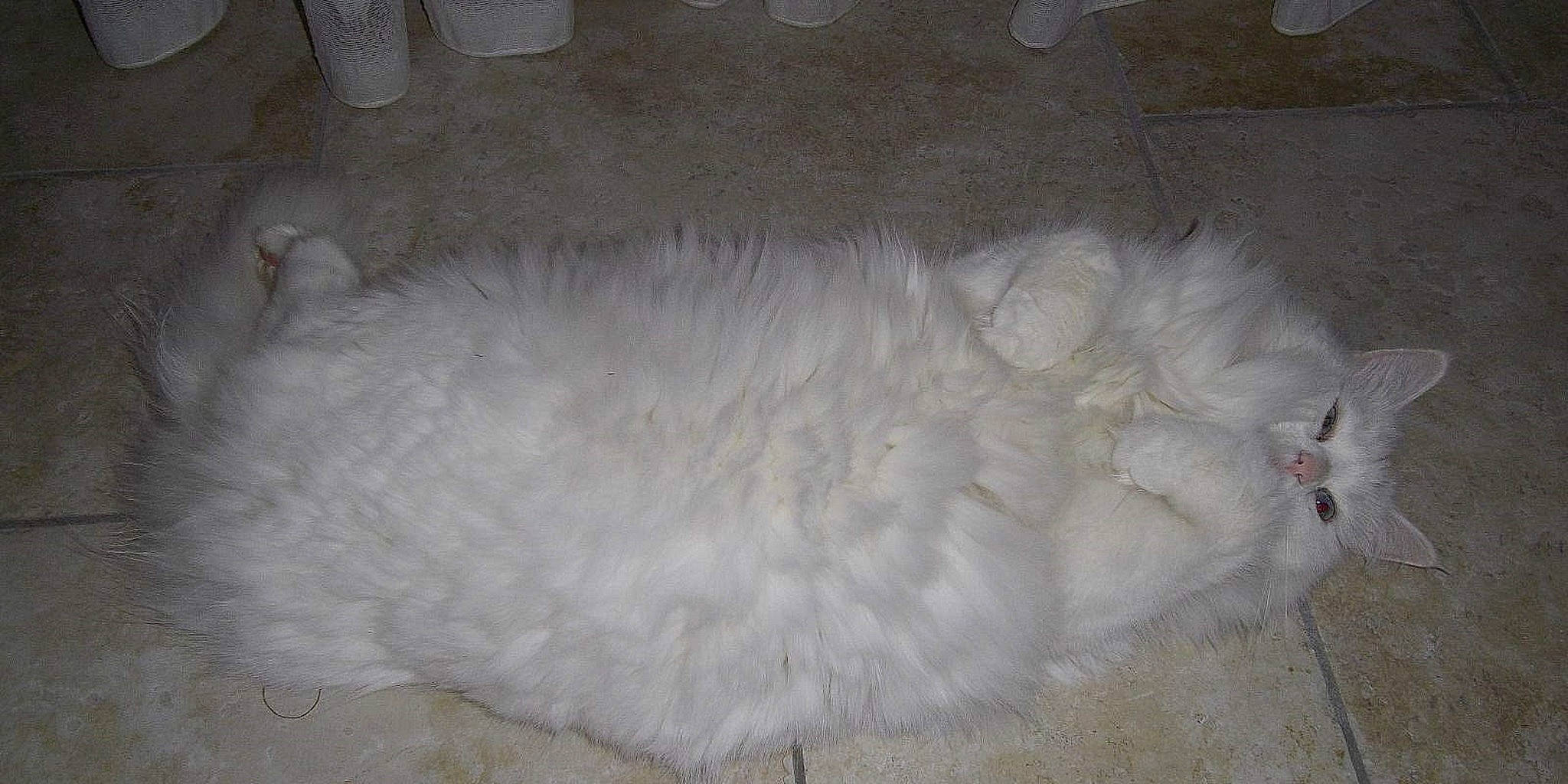 Lady participe au concours pour gagner de l'argent avec cette photo : comfort, composite_material, concrete, dog_breed, flooring, fur, gas, tail