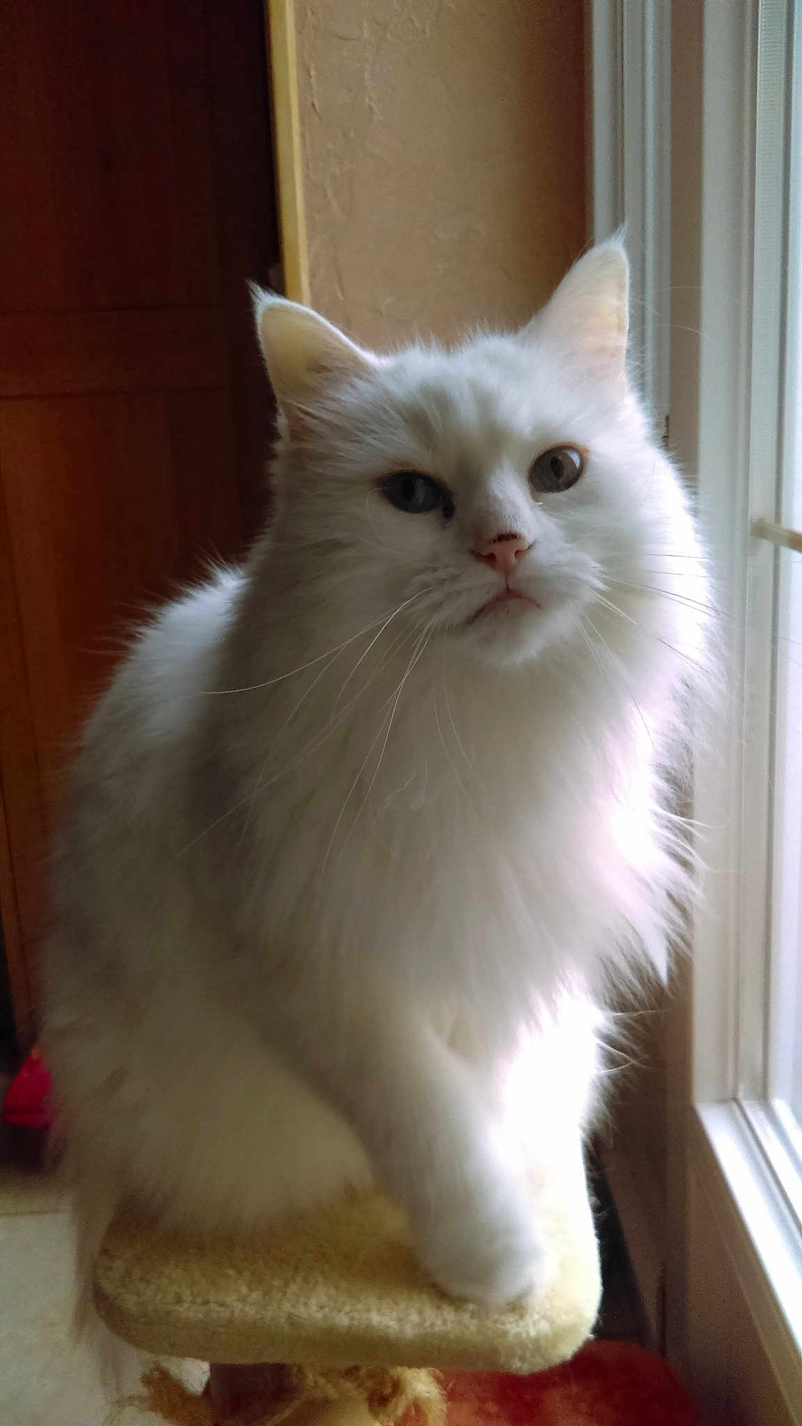 Lady