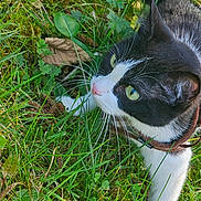 Bastet participe au concours pour gagner de l'argent avec cette photo : cat, black_and_white, green_eyes, whiskers, grass, leaves, outdoors, nature, curious, pet, feline, collar, close_up, animal, mammal, exploring, daylight, greenery, plant, walking