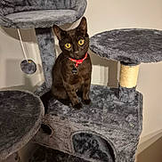 Reggie joined the competition — help win amazing prizes! cat, black_cat, cat_tree, furniture, indoor, pet, collar, toy, fuzzy, platform, scratching_post, curious, sitting, yellow_eyes, wall, home, animal, cute, domestic_cat, red_collar