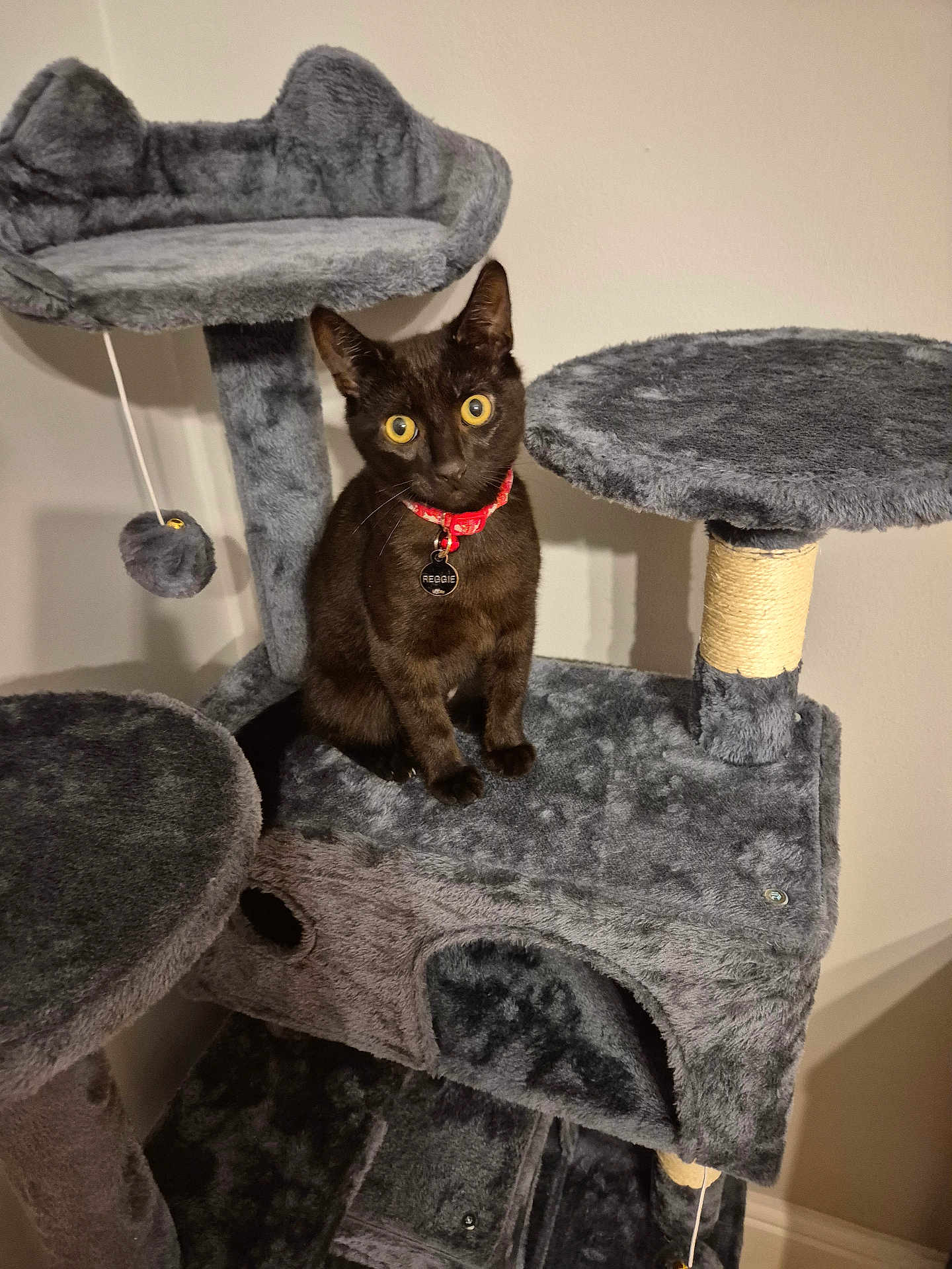 Reggie joined the competition — help win amazing prizes! cat, black_cat, cat_tree, furniture, indoor, pet, collar, toy, fuzzy, platform, scratching_post, curious, sitting, yellow_eyes, wall, home, animal, cute, domestic_cat, red_collar