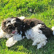 Chipie a rejoint le concours — aidez-le/la à gagner de superbes lots !