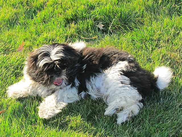 Chipie a rejoint le concours — aidez-le/la à gagner de superbes lots !