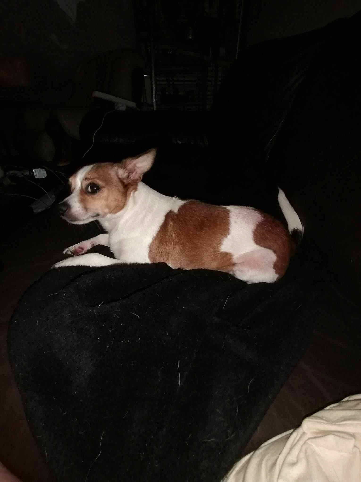 Chi Chi is registered to the contest to win money with this photo: canidae, carnivore, collar, comfort, companion_dog, corgi_chihuahua, couch, dog, dog_breed, dog_supply, fawn, mammal, non_sporting_group, small_terrier, snout, sporting_group, terrestrial_animal, terrier, toy_dog, whiskers