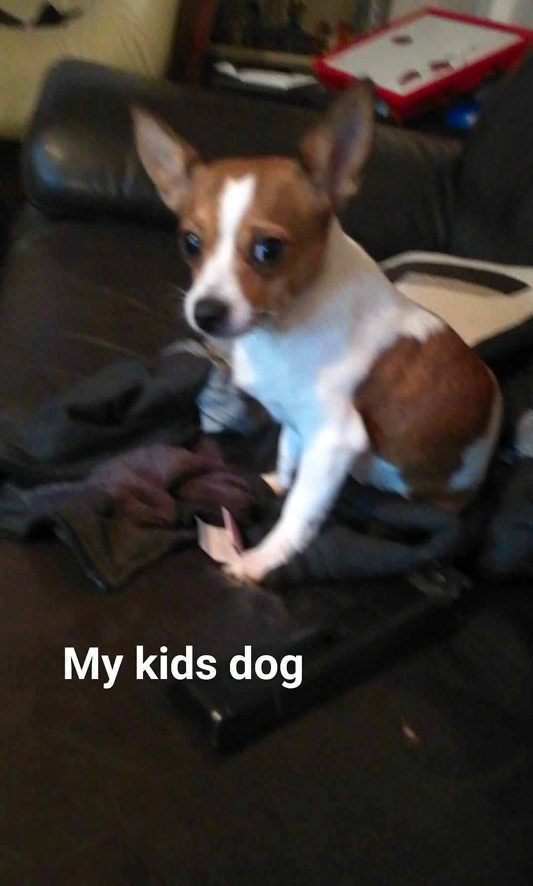 Chi Chi joined the competition — help win amazing prizes! canidae, carnivore, chihuahua, companion_dog, dog, dog_breed, fawn, fur, irishjacks, paw, photo_caption, russkiy_toy, snout, sporting_group, tail, terrestrial_animal, terrier, toy_dog, whiskers, working_animal