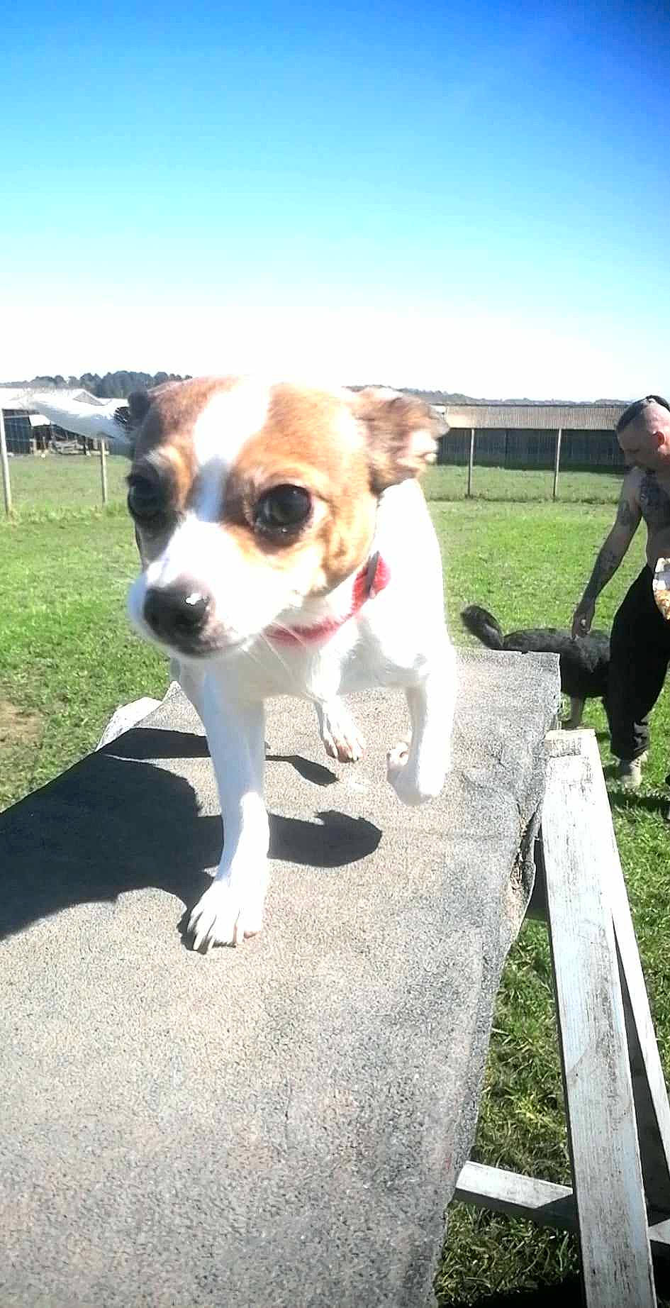 Chi Chi is registered to the contest to win money with this photo: canidae, carnivore, collar, companion_dog, dog, dog_breed, dog_collar, eyewear, fawn, grass, leash, plant, sky, snout, sporting_group, sunglasses, tent, toy_dog, whiskers, working_animal