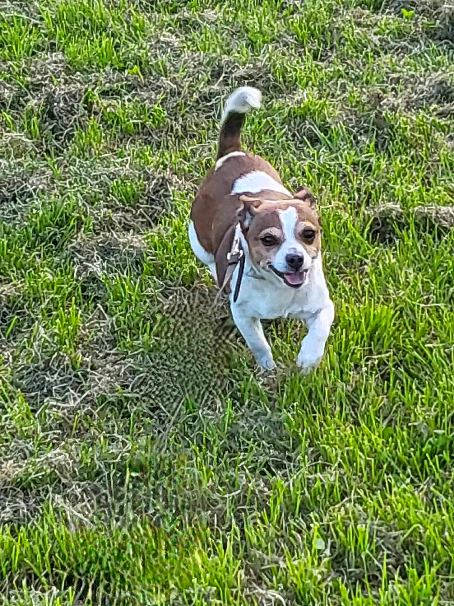 Chi Chi is registered to the contest to win money with this photo: beagle, beagle_harrier, canidae, carnivore, companion_dog, dog, dog_breed, fawn, grass, grassland, groundcover, hound, hunting_dog, plant, puppy, scent_hound, snout, sporting_group, tail, terrestrial_animal