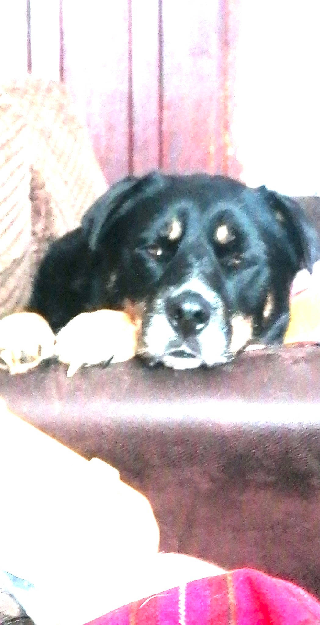 Demon joined the competition — help win amazing prizes! beaglier, bored, canidae, carnivore, companion_dog, dog, dog_breed, hunting_dog, puppy, snout, sporting_group, terrestrial_animal, working_animal, working_dog