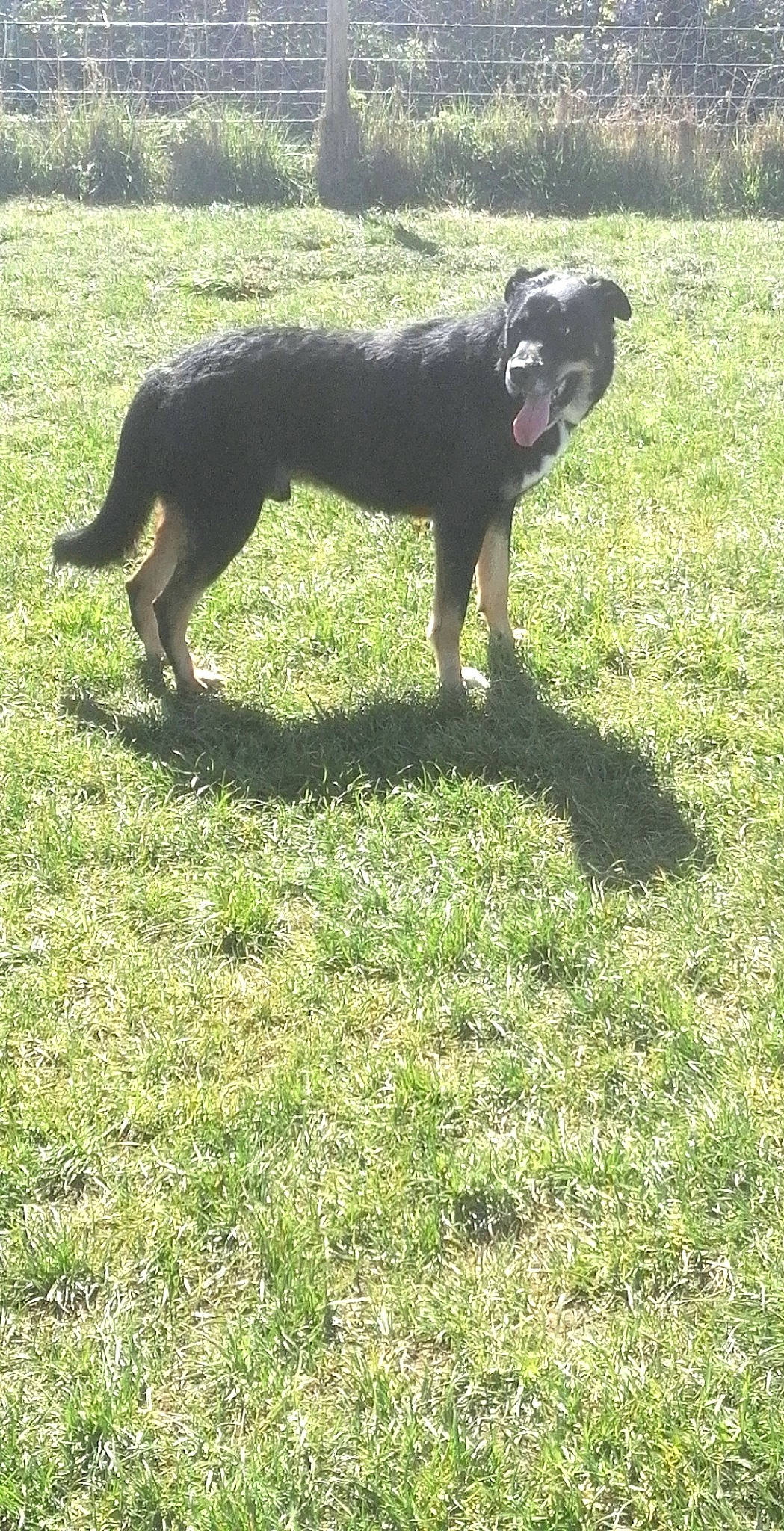 Demon joined the competition — help win amazing prizes! art, canidae, carnivore, companion_dog, dog, dog_breed, fawn, grass, grassland, guard_dog, hunting_dog, non_sporting_group, pasture, plant, snout, sporting_group, tail, terrestrial_animal, working_animal, working_dog