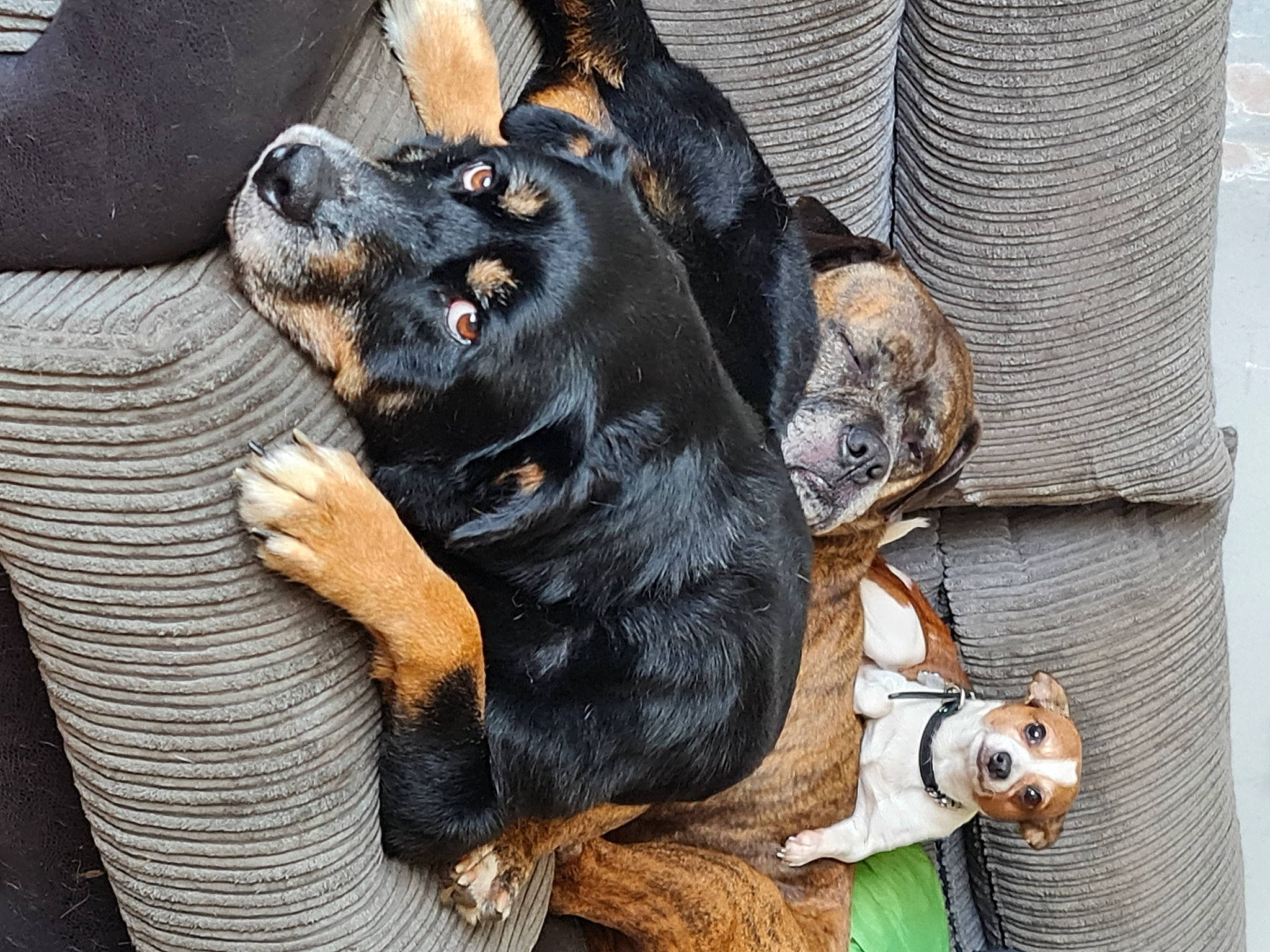 Demon is registered to the contest to win money with this photo: canidae, carnivore, comfort, companion_dog, dog, dog_breed, dog_collar, fawn, fur, guard_dog, hound, paw, pinscher, puppy, snout, sporting_group, toy_dog, whiskers, working_animal, working_dog