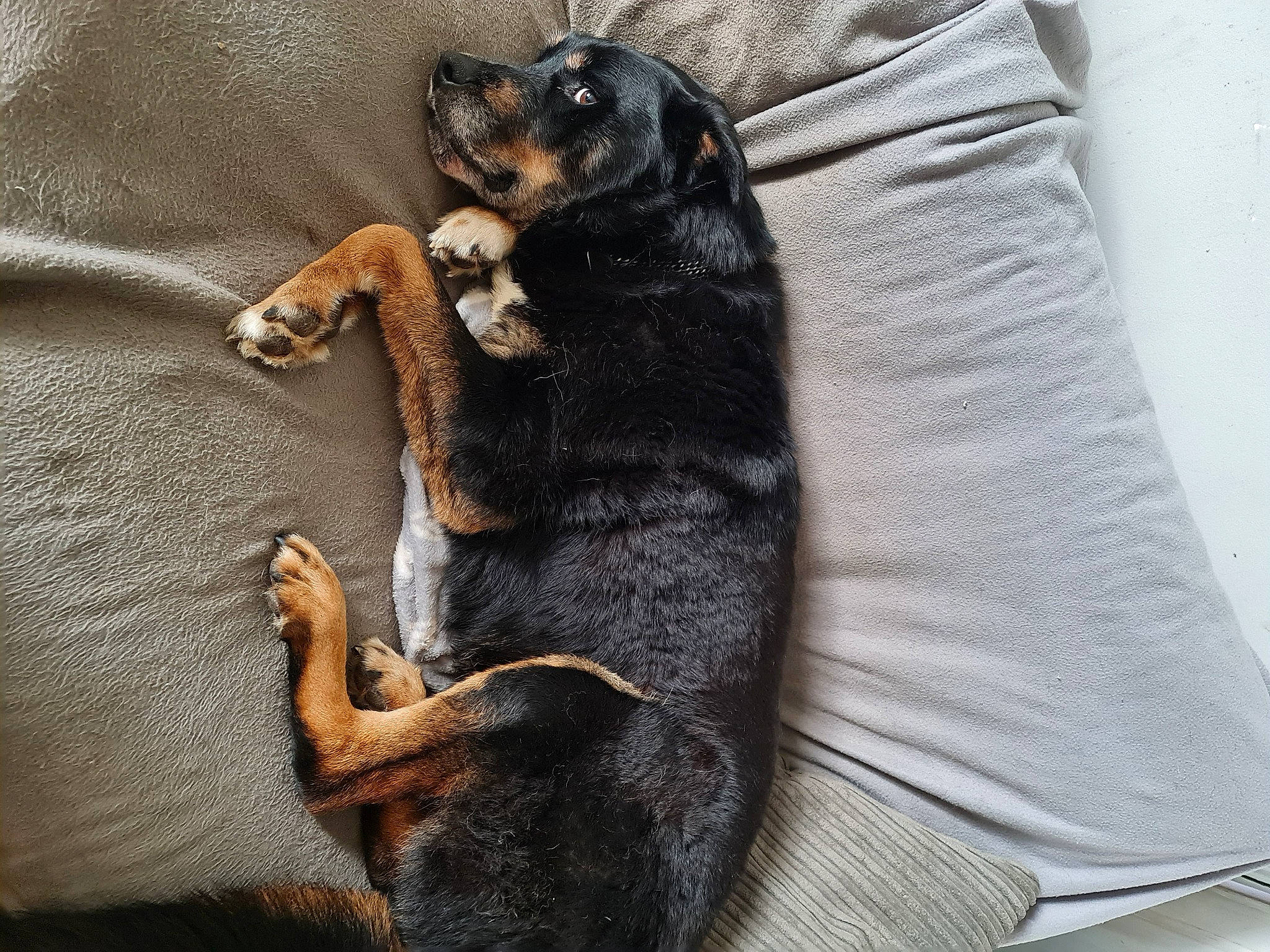 Demon is registered to the contest to win money with this photo: canidae, carnivore, claw, comfort, companion_dog, denim, dog, dog_breed, fur, grey, guard_dog, hound, paw, pinscher, sleeve, sporting_group, tail, toy_dog, working_animal, working_dog