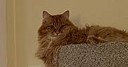 Maisy is registered to the contest to win money with this photo: cat, orange_cat, fluffy, pet, indoor, cat_tree, relaxed, lounging, paw, animal, feline, home, carpeted, hanging_plant, wall, domestic_cat, cute, resting, lazy, fur