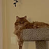 cat, orange_cat, fluffy, pet, indoor, cat_tree, relaxed, lounging, paw, animal, feline, home, carpeted, hanging_plant, wall, domestic_cat, cute, resting, lazy, fur