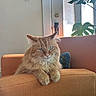 Maisy is registered to the contest to win money with this photo: cat, orange_cat, fluffy_cat, feline, pet, sofa, couch, orange_furniture, plant, monstera_plant, door, interior, home, relaxing, cozy, furniture, indoor, light, window, domestic_animal