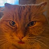 Maisy is registered to the contest to win money with this photo: cat, orange_cat, fluffy, close_up, tongue_out, indoor, pet, feline, whiskers, cute, face, fur, animal, domestic_animal, portrait, expression, eyes, nose, warm_light, cozy