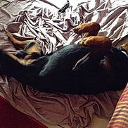 Dino participe au concours pour gagner de l'argent avec cette photo :