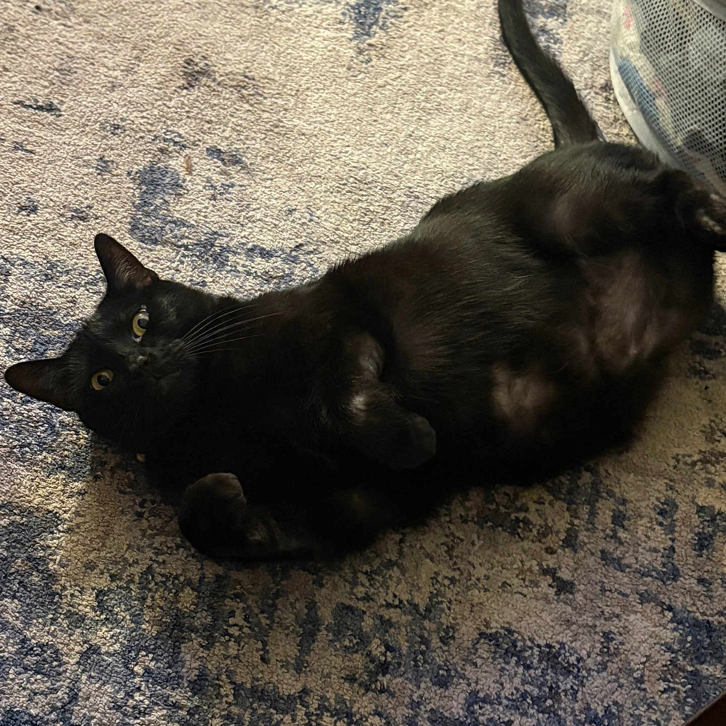 Salem Higgins joined the competition — help win amazing prizes! animal, black_cat, carpet, cat, curious, cute, domestic_animal, ears, floor, fur, home, indoor, lying_down, mammal, paws, pet, playful, relaxed, tail, whiskers