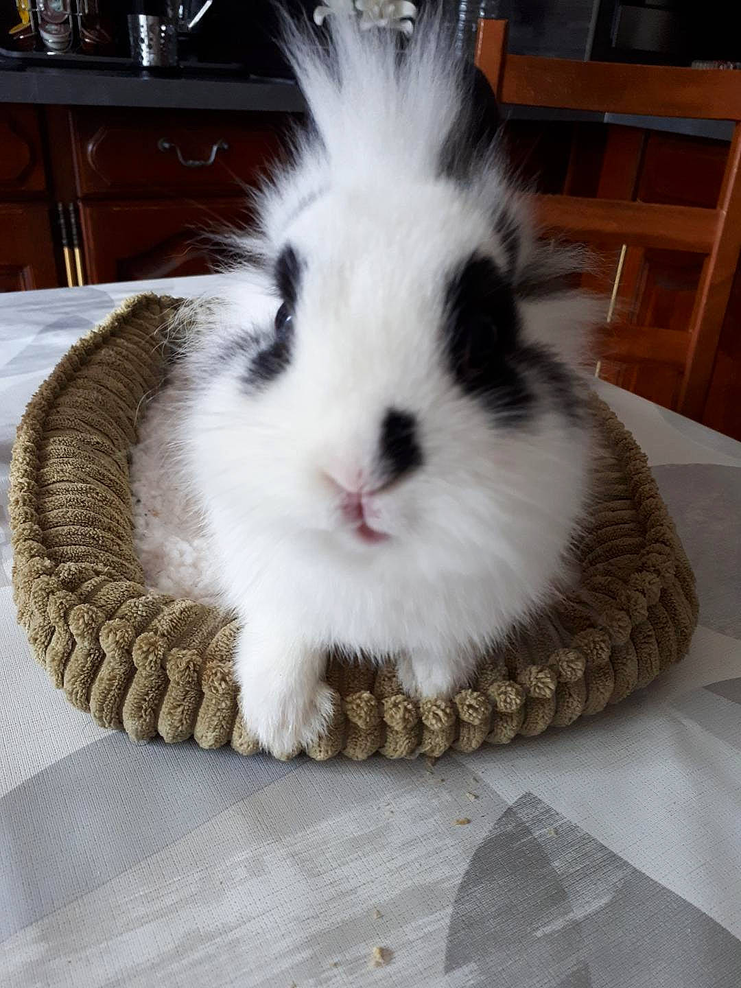Polochon a rejoint le concours — aidez-le/la à gagner de superbes lots ! angora_rabbit, domestic_rabbit, ear, fur, rabbit, rabbits_and_hares, whiskers