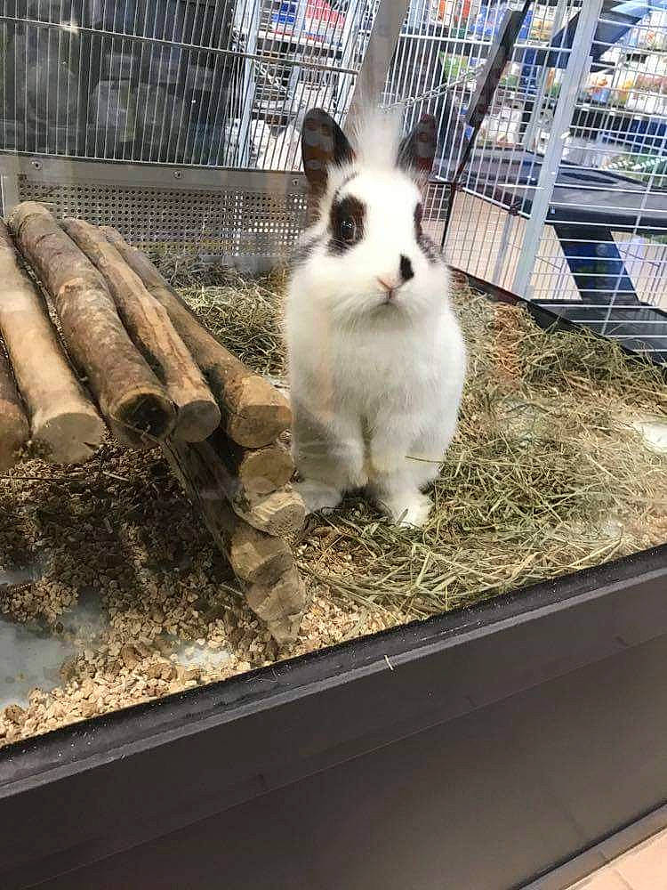 Polochon participe au concours pour gagner de l'argent avec cette photo : animal_shelter, cage, domestic_rabbit, fawn, hare, rabbit, rabbits_and_hares, sky, whiskers, wildlife