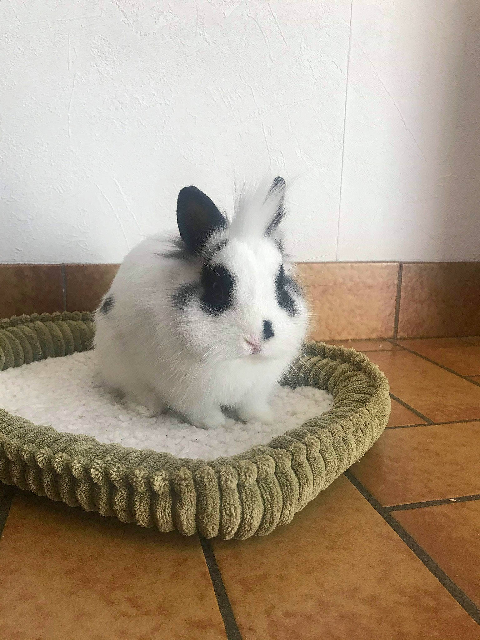 Polochon a rejoint le concours — aidez-le/la à gagner de superbes lots ! domestic_rabbit, ear, hare, mammal, rabbit, rabbits_and_hares, whiskers