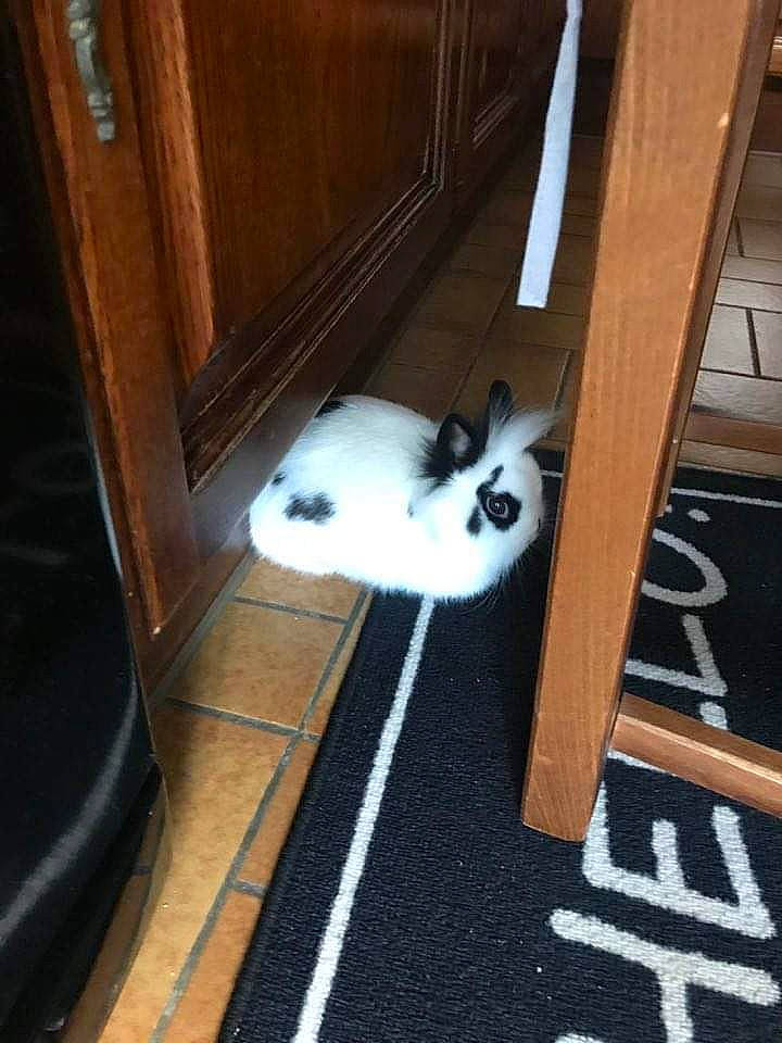 Polochon participe au concours pour gagner de l'argent avec cette photo : carnivore, cat, domestic_rabbit, felidae, floor, flooring, hardwood, rabbit, rabbits_and_hares, small_to_medium_sized_cats, whiskers, wood