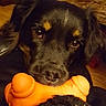 dog, toy, orange_bone, black_dog, indoor, floor, carpet, pet, animal, closeup, cute, playing, looking, nose, ears, fur, domestic_animal, companion, home, relaxed