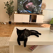 Crockmou a rejoint le concours — aidez-le/la à gagner de superbes lots ! black_cat, cat, coffee_table, living_room, television, plant, rug, wood_floor, furniture, decor, bearded_man, screen, modern_interior, relaxing, pet, indoor, tabletop, animal, houseplant, electronics