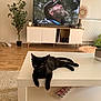 black_cat, cat, coffee_table, living_room, television, plant, rug, wood_floor, furniture, decor, bearded_man, screen, modern_interior, relaxing, pet, indoor, tabletop, animal, houseplant, electronics