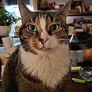Gatos a rejoint le concours — aidez-le/la à gagner de superbes lots ! cat, tabby, green_eyes, whiskers, indoor, close_up, pet, feline, curious, fur, animal, houseplant, background, domestic, mammal, portrait, table, clutter, looking, face