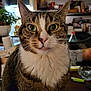 cat, tabby, green_eyes, whiskers, indoor, close_up, pet, feline, curious, fur, animal, houseplant, background, domestic, mammal, portrait, table, clutter, looking, face