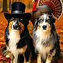 animal, australian_shepherd, autumn, colorful, cute, dog, fall_leaves, fluffy, forest, leaf_litter, nature, outdoor, pet, portrait, seasonal, sitting, thanksgiving, top_hat, turkey, wildlife
