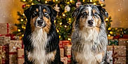 Sun Soka a rejoint le concours — aidez-le/la à gagner de superbes lots ! animal, australian_shepherd, carpet, celebration, christmas_lights, christmas_tree, cute, decorated_tree, dog, festive, fluffy, gift, holiday, indoor, pet, portrait, present, snowflake, two_dogs, winter