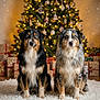animal, australian_shepherd, carpet, celebration, christmas_lights, christmas_tree, cute, decorated_tree, dog, festive, fluffy, gift, holiday, indoor, pet, portrait, present, snowflake, two_dogs, winter