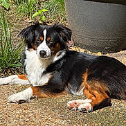 Sky is registered to the contest to win money with this photo: dog, tricolor, outdoor, sunlight, gravel, planter, greenery, plant, relaxed, resting, animal, pet, fur, paws, nature, daylight, canine, ears, face, lying_down